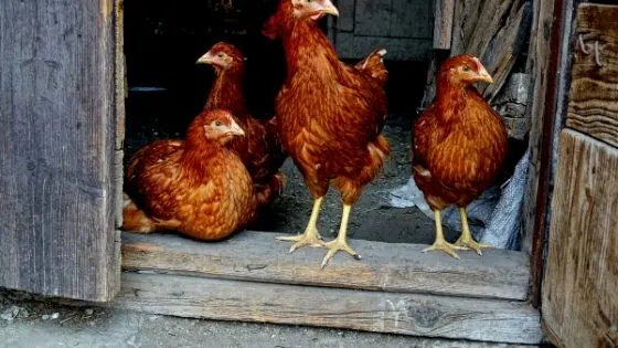 Free Chicken Coop Instructions