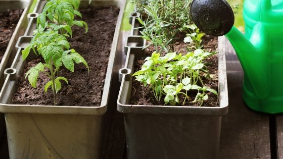 benefits of container gardening 