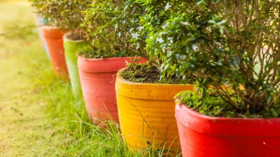 6 Reasons Container Gardening is the Best Way to Grow Plants