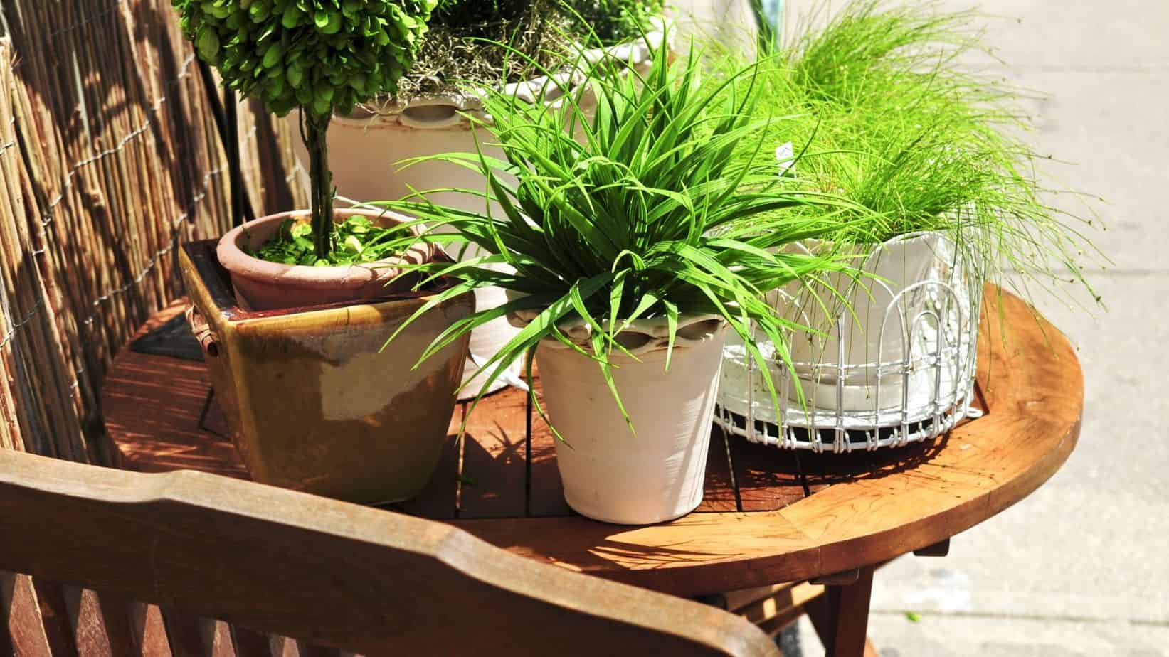 why container gardening is the best