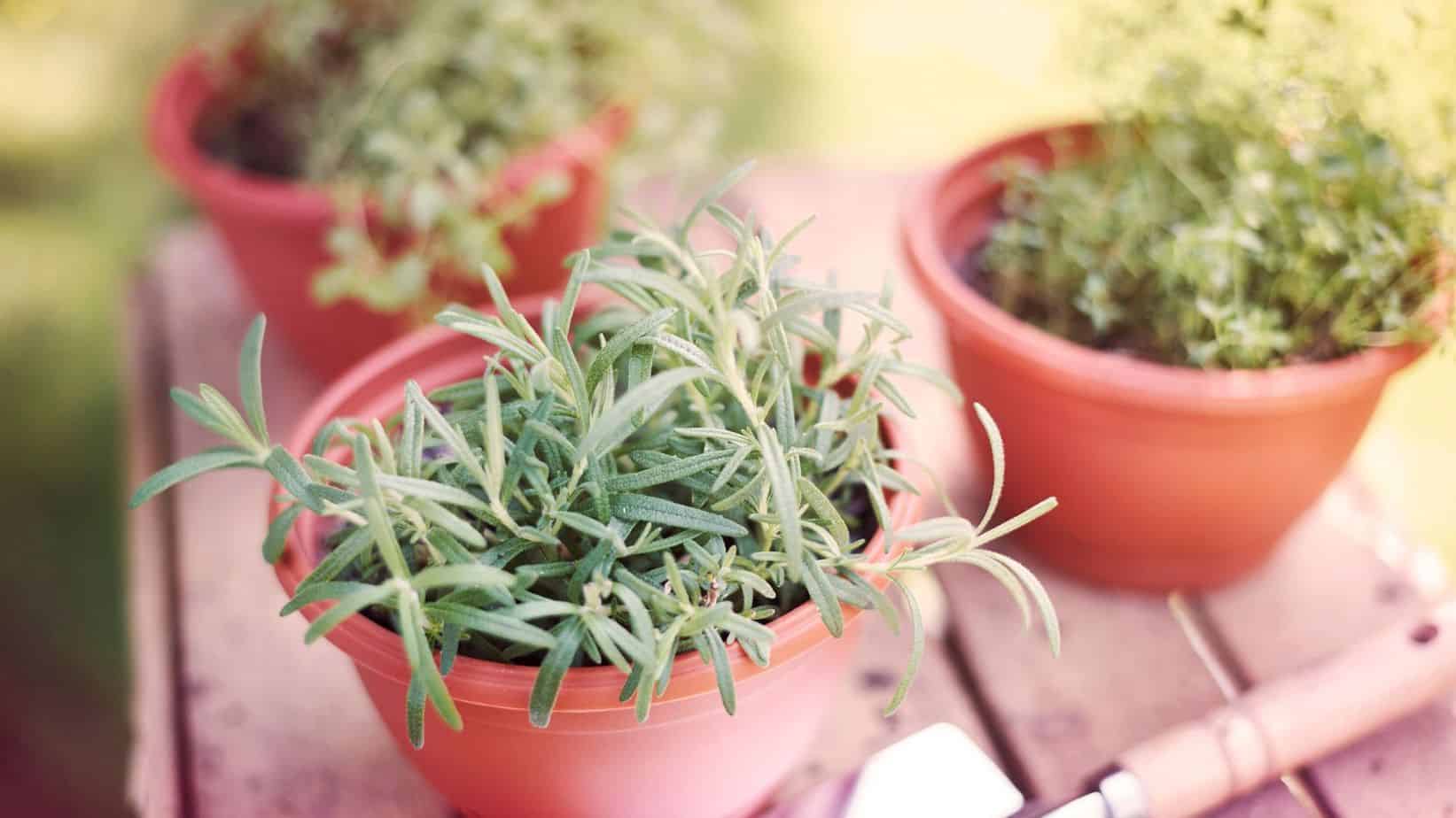best plants for your container garden