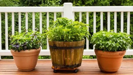 How to Choose Plants for Your Container Garden