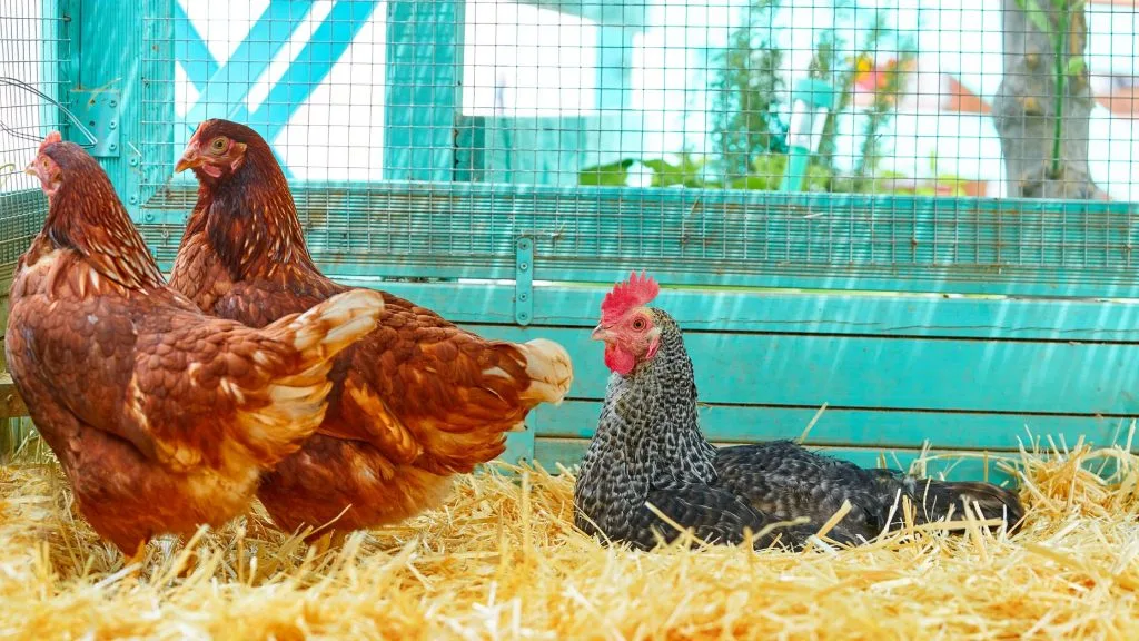 Tips for Setting Up Portable Chicken Coops in Your Backyard