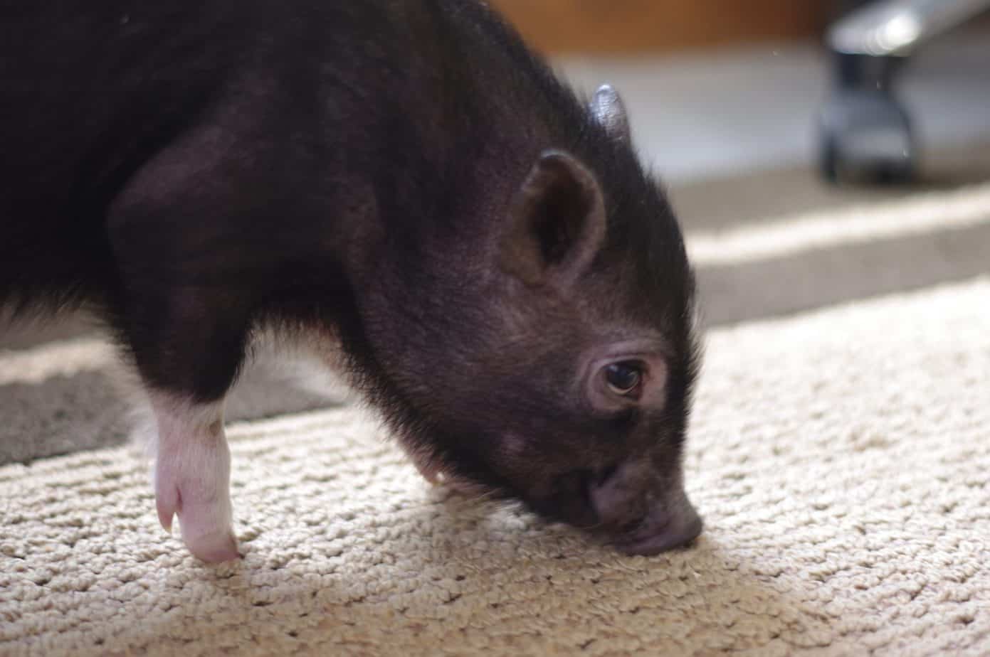 How to Get Pig pee Out of Carpet Mini Pigs