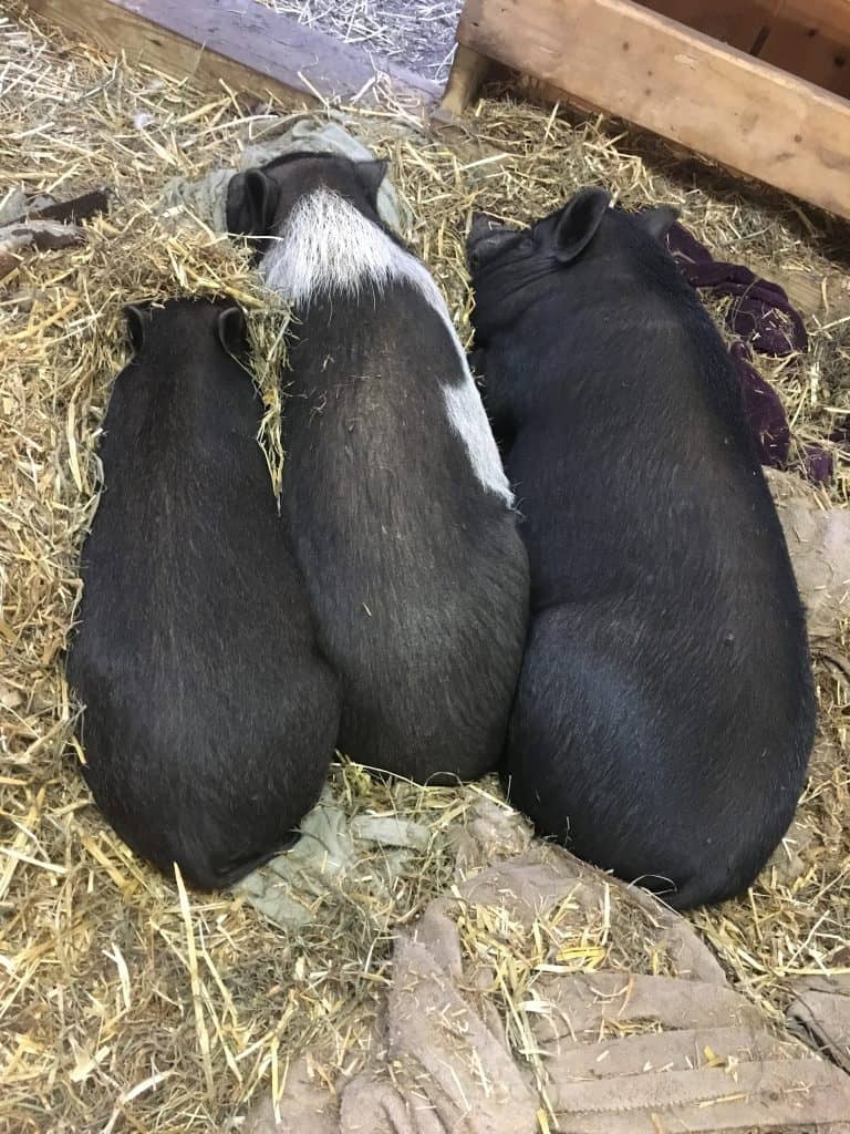 How to Find Mini Pigs For Cheap