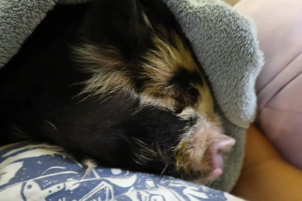 The Best Toys for Your Potbelly Pig
