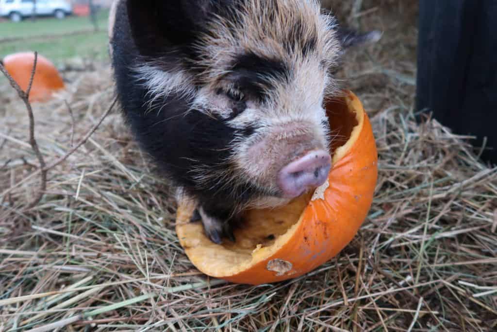 The Best Toys for Your Potbelly Pig