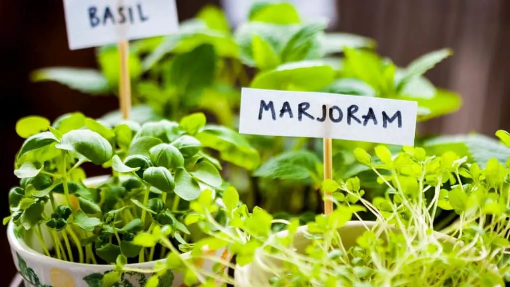 How to Plant Your Herb Garden