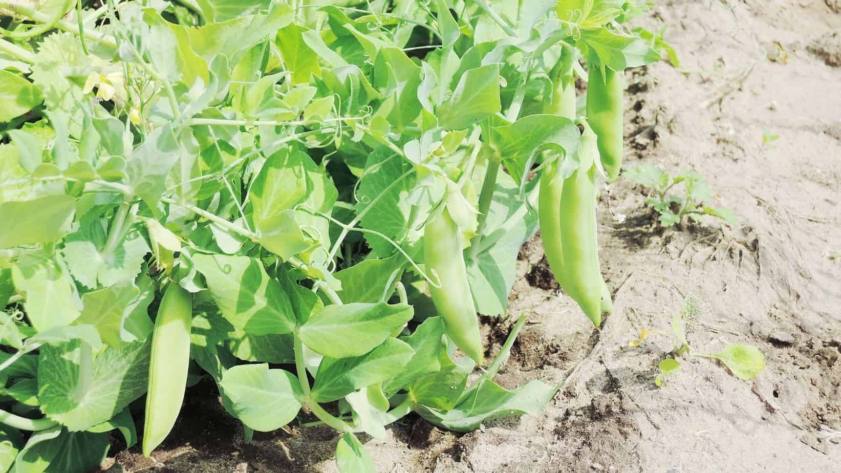 peas-cold-crops