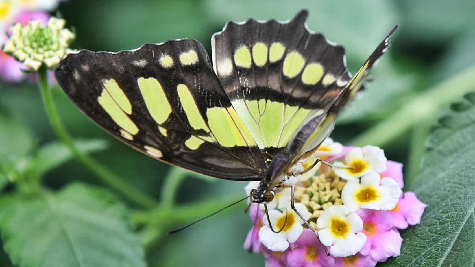 pollinator plants