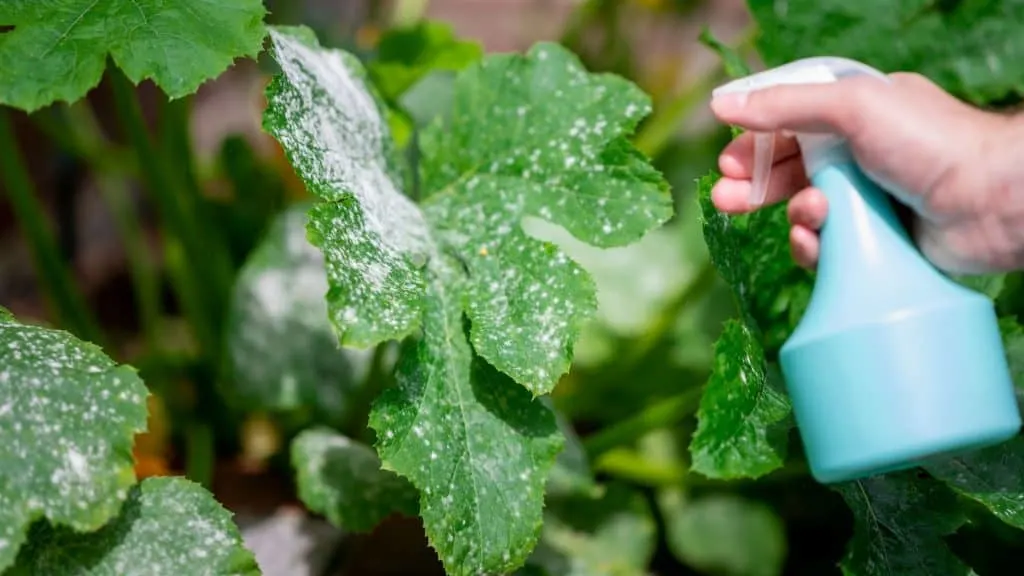 How to Get Rid of Mold and Mildew on Your Vegetable Plants