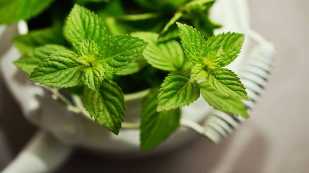The Best Herbs for Beginners and Kids