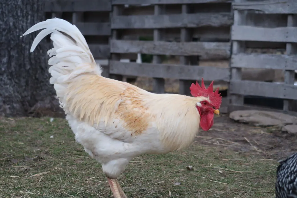 What to do When Your Hen Turns Out to be a Rooster