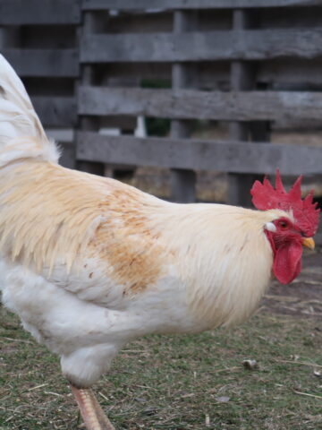 a rooster on a farm- what to do when hen turns into a rooster