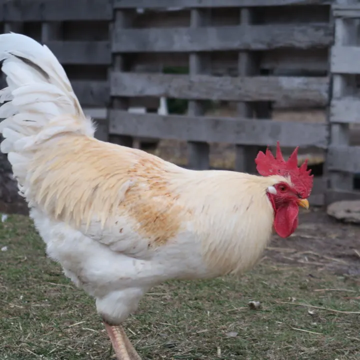 a rooster on a farm- what to do when hen turns into a rooster
