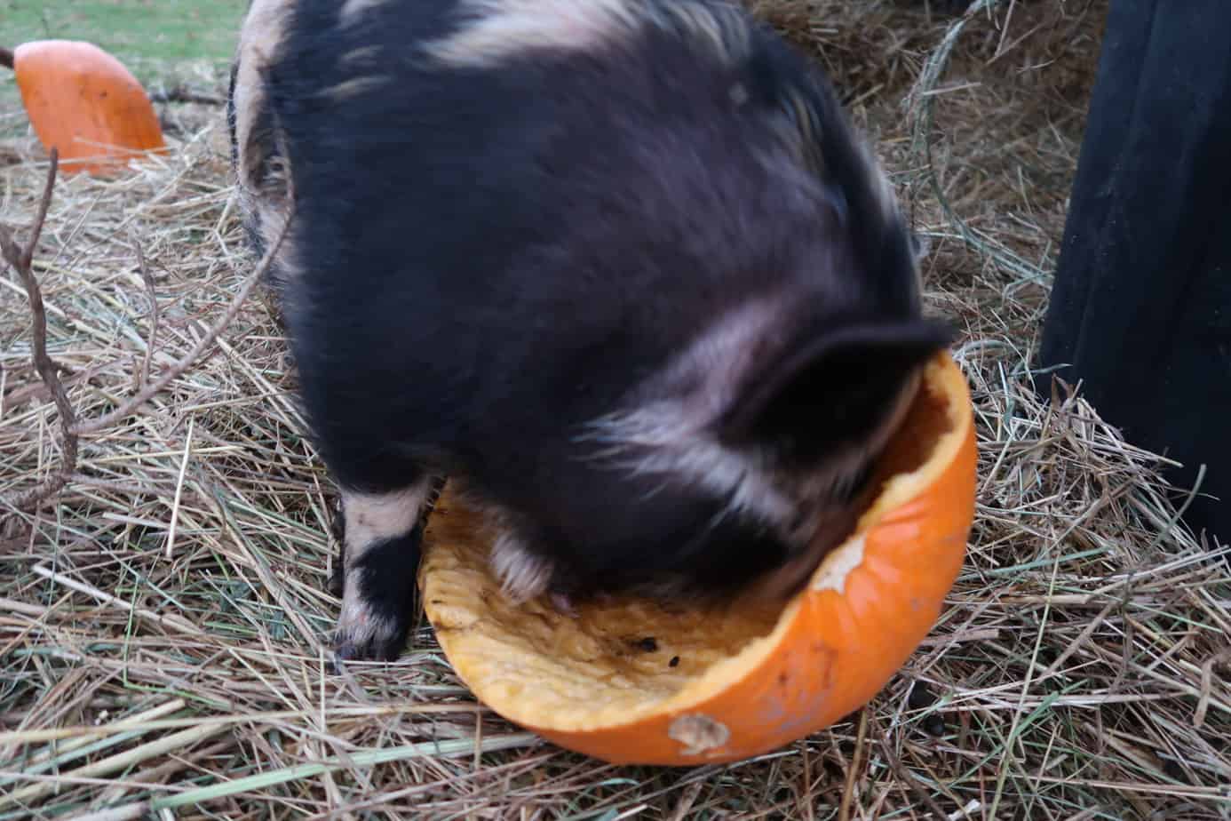Can You Feed Pumpkins To Mini Pigs 