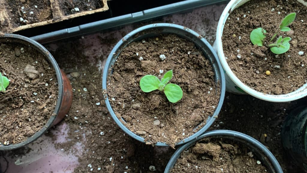 How to Start Seeds Indoors & Save Money
