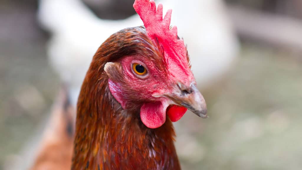 How to Care for Chickens When Away on Vacation