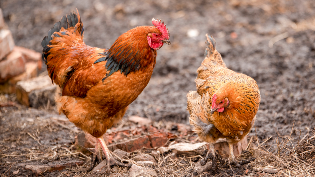 How to Care for Chickens When Away on Vacation