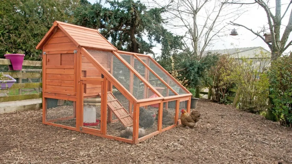 how to buil a cheap chicken coop