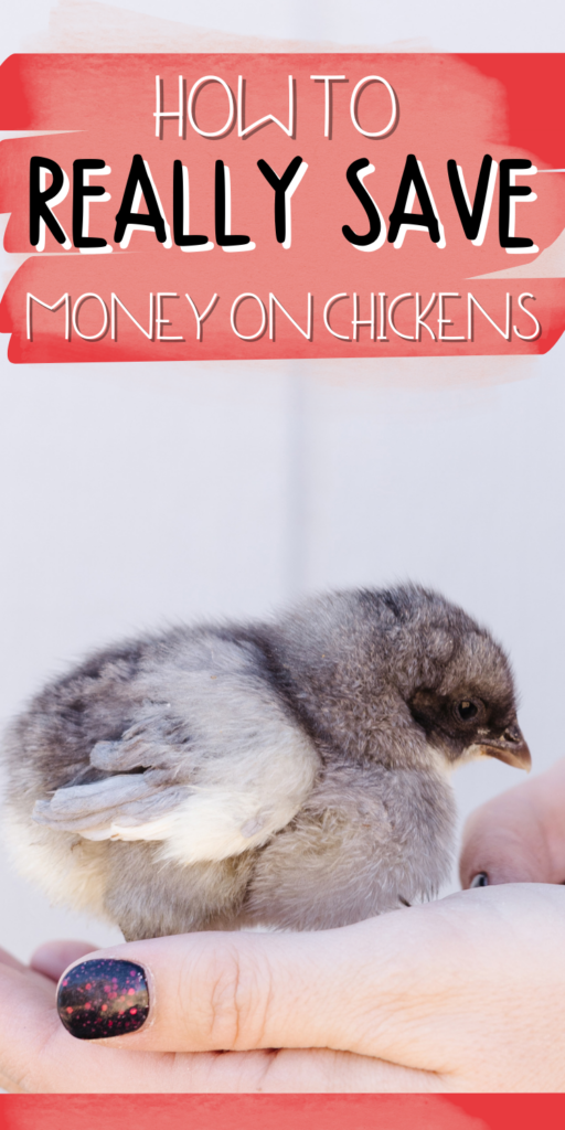 How to Spend Less Money Raising Chickens
