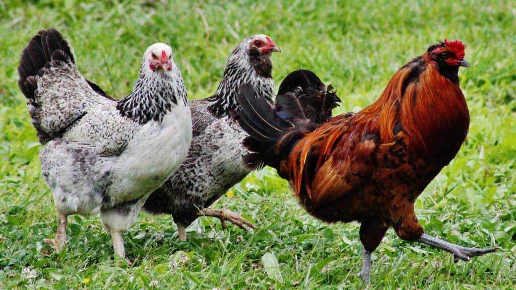 How to Start Homesteading on a Budget