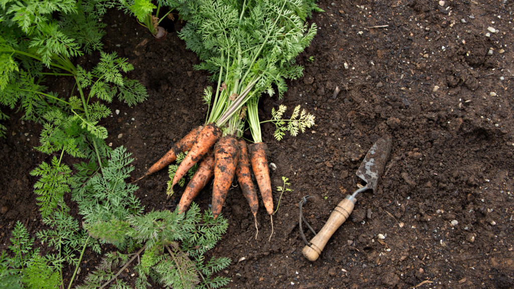 13 Easy Foods To Grow From Seeds For Cheap