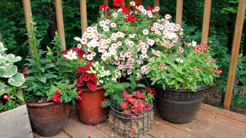 How to Choose the Best Outdoor Container Garden Location