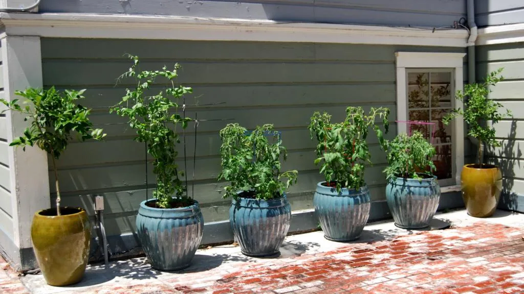 How to Choose the Best Outdoor Container Garden Location