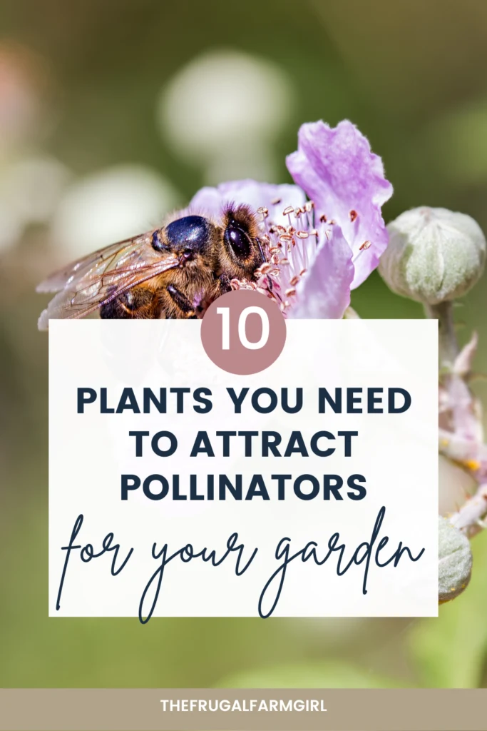plants to attract pollinators