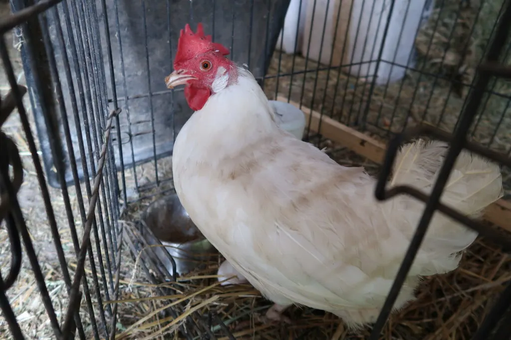 What to do When Your Hen Turns Out to be a Rooster