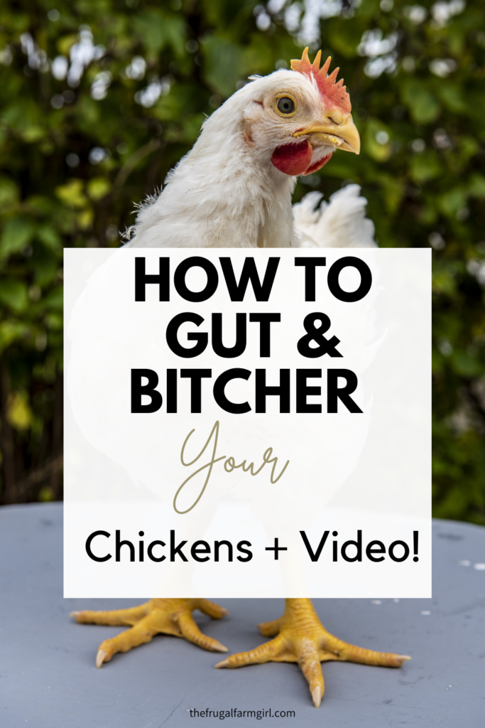 how to gut and butcher a chicken