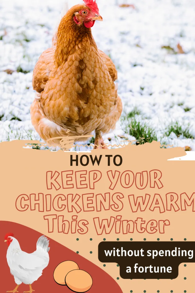 tips to keep your chickens warm this winter