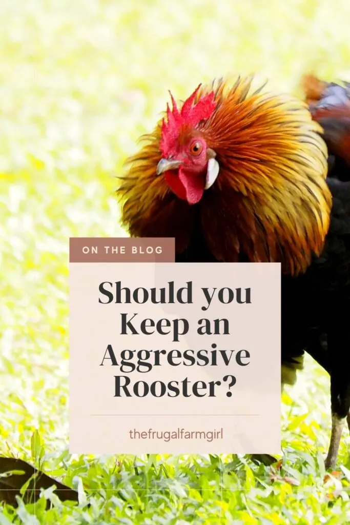 What to Do When Your Rooster Attacks