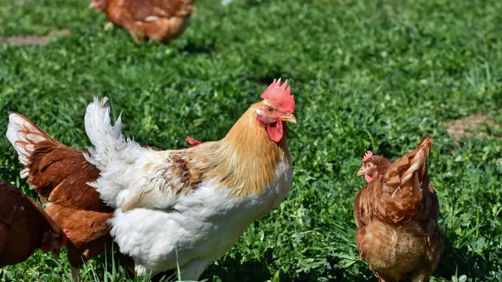 5 Mistakes to Avoid When Raising Chickens