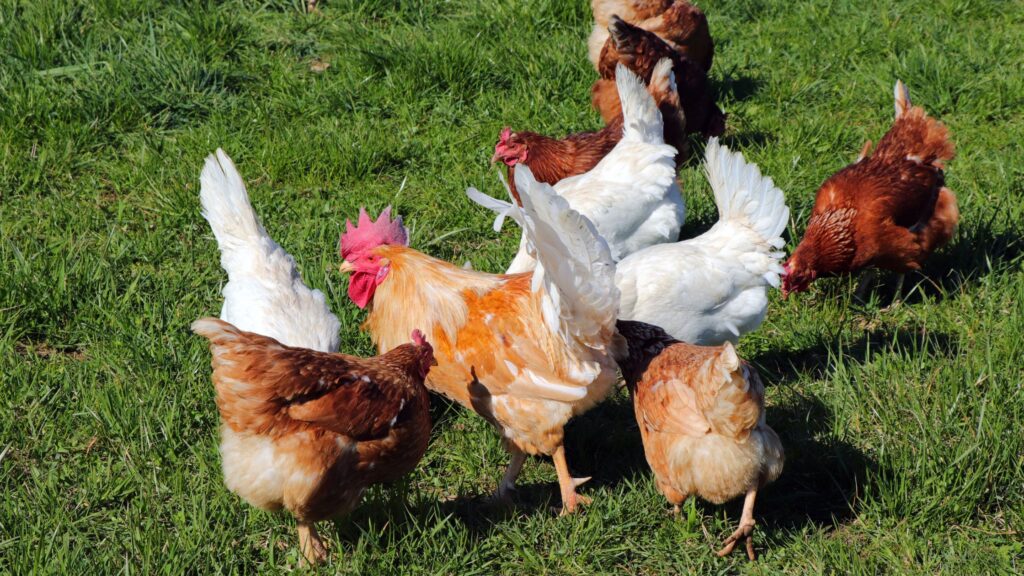 5 Mistakes to Avoid When Raising Chickens