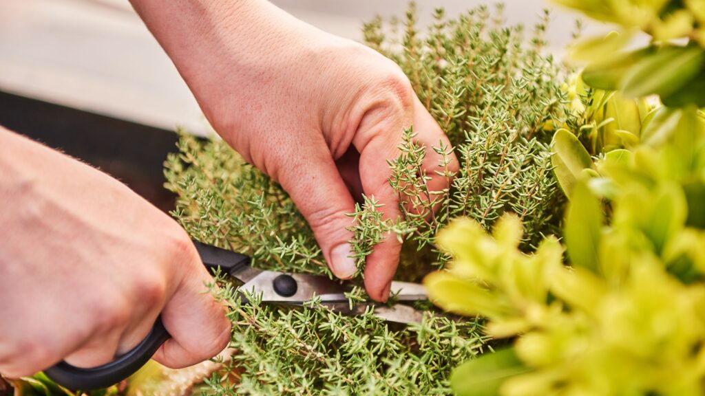 how to start an herb garden on a budget 