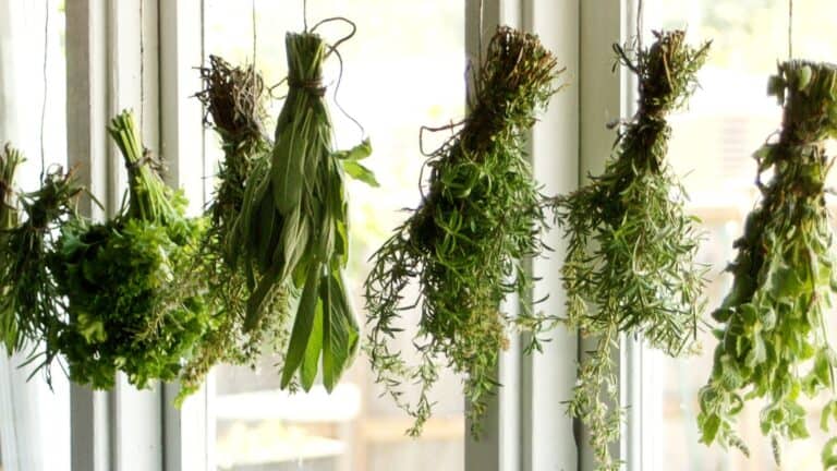 How to To Start an Herb Garden on a Budget