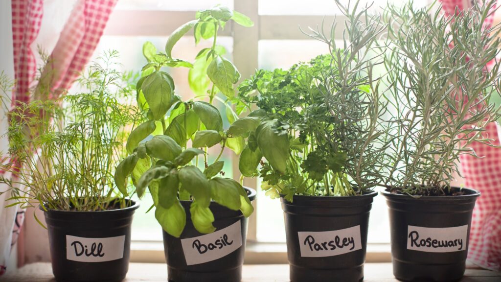 Gardening with Herbs: How to Guide on a Budget