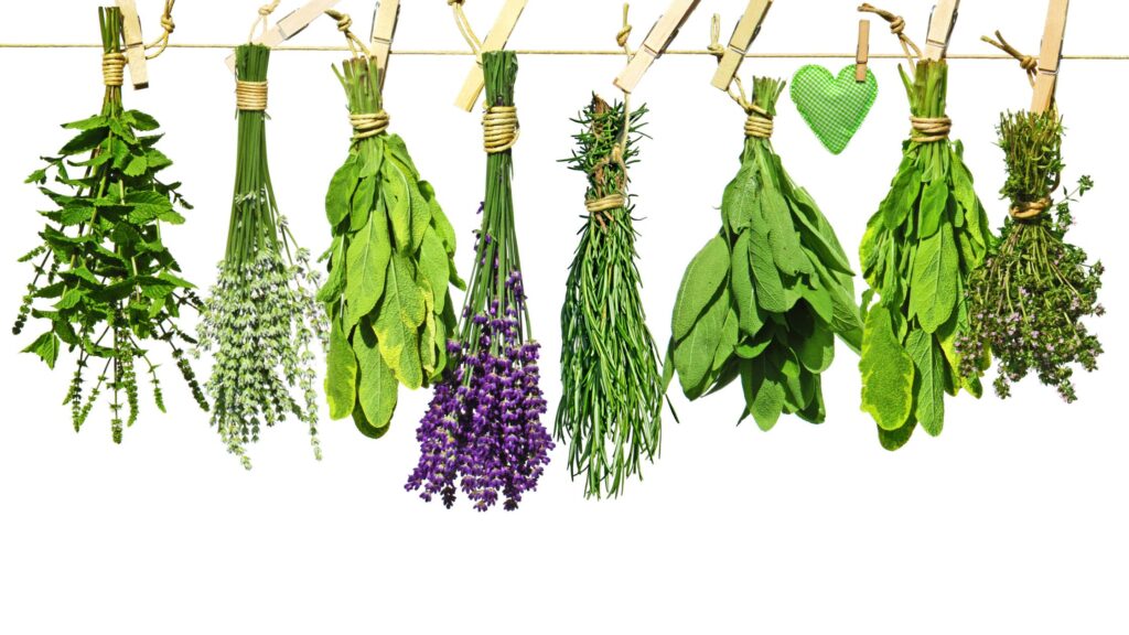what is an herb? Starting an herb garden for beginners 