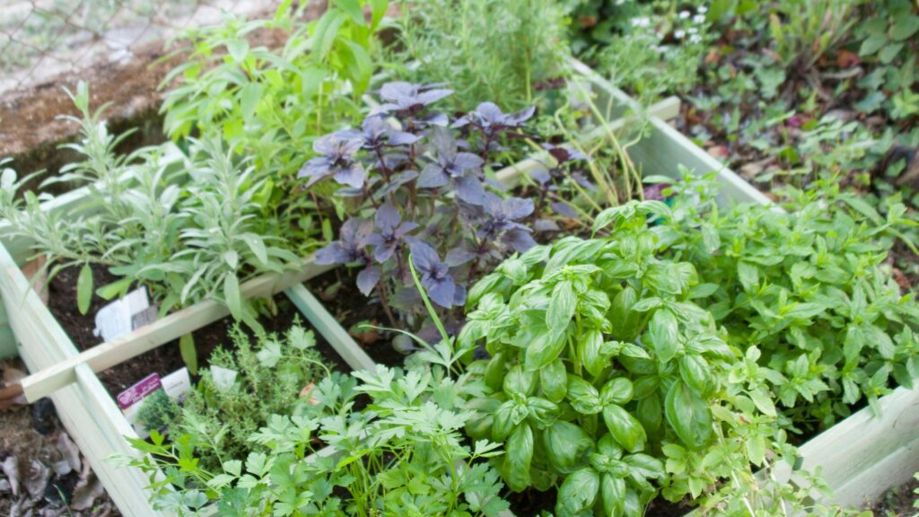 Gardening with Herbs: How to Guide on a Budget