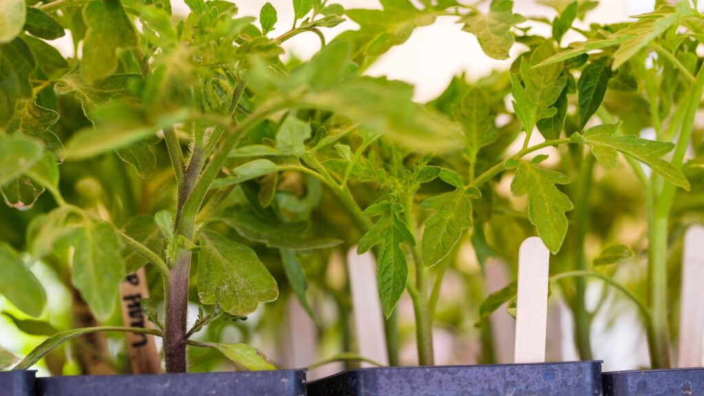 Grow Your Way to Success: An Introduction to Food Gardening Basics
