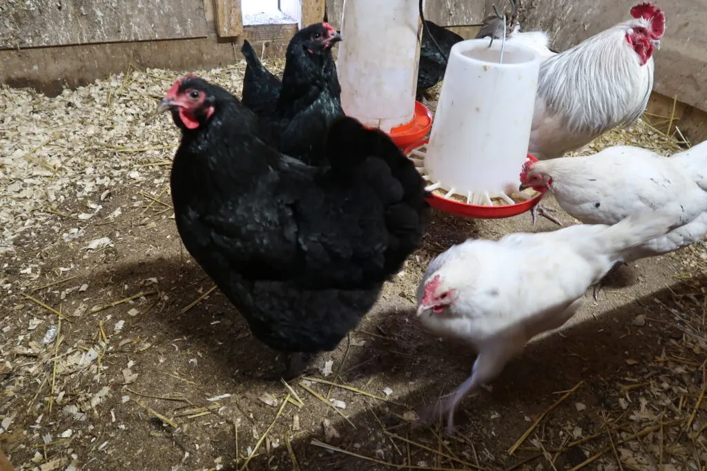 how to raise backyard chickens for beginners