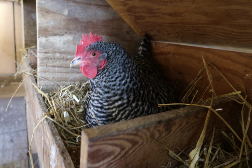 How to Raise Chickens for Maximum Egg Production