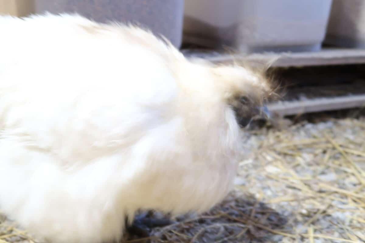 How to Raise Chickens for Maximum Egg Production