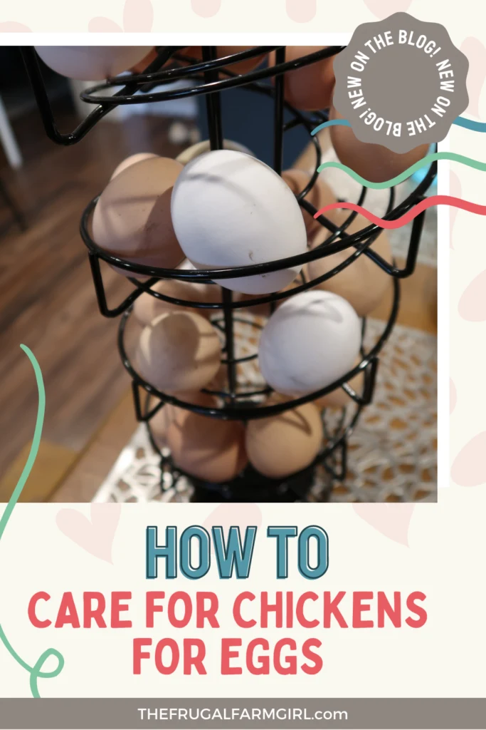 how to take care of chickens for beginners