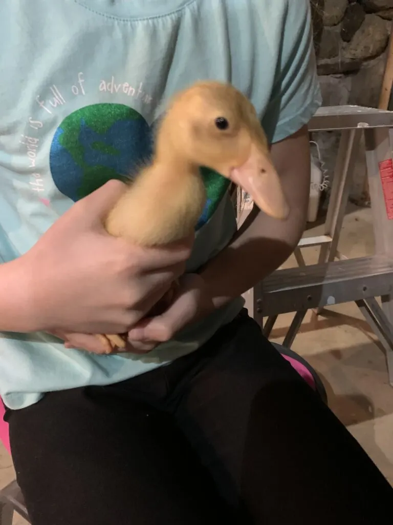 mistakes raising ducks 