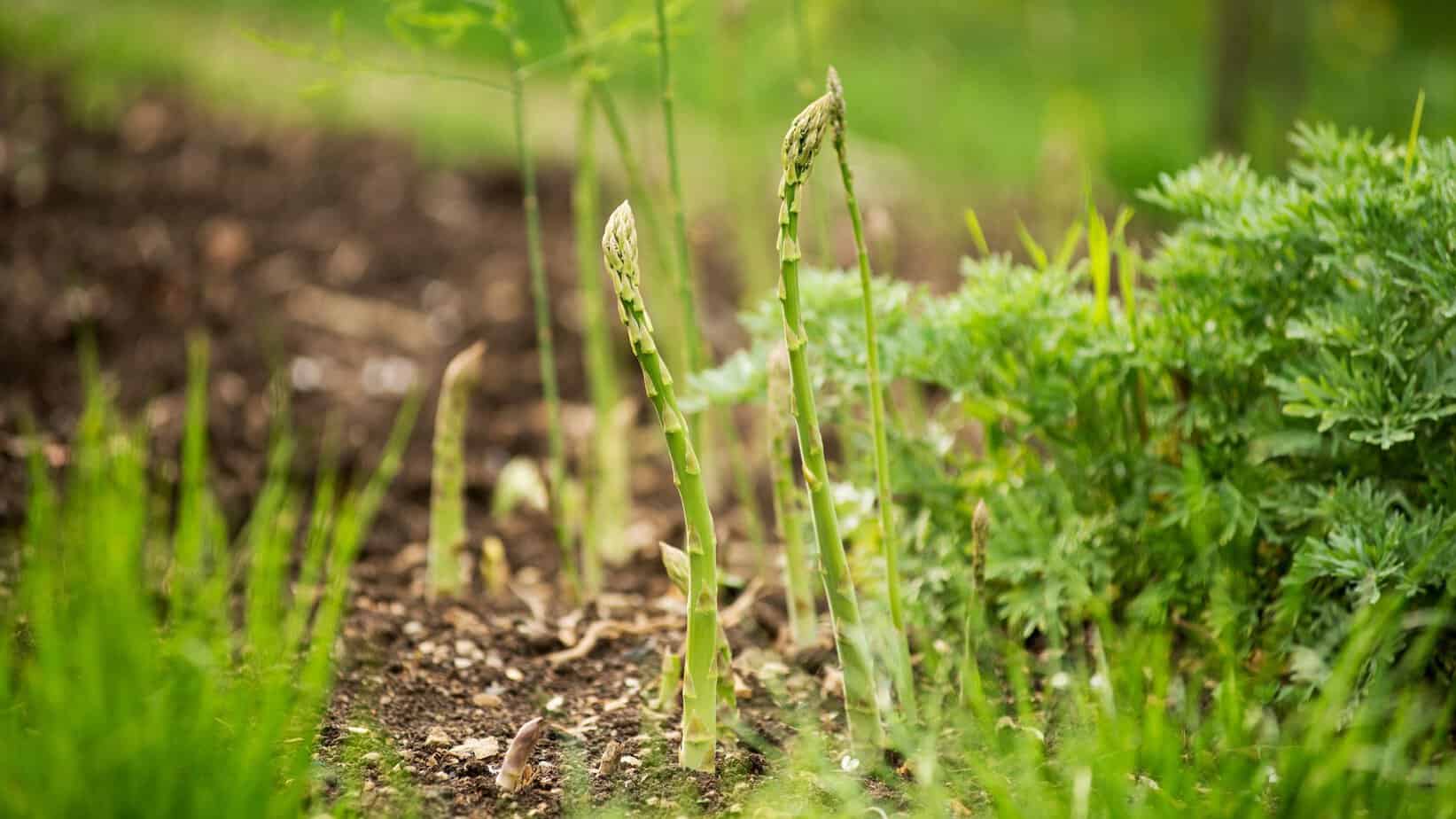 How to Plant Strawberries and Asparagus Together