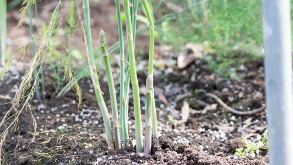 How to Double Your Harvest with this Planting Pairing