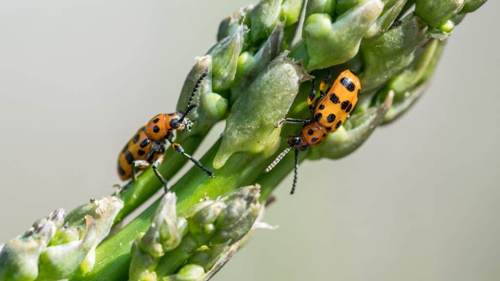 How to Double Your Harvest with this Planting Pairing